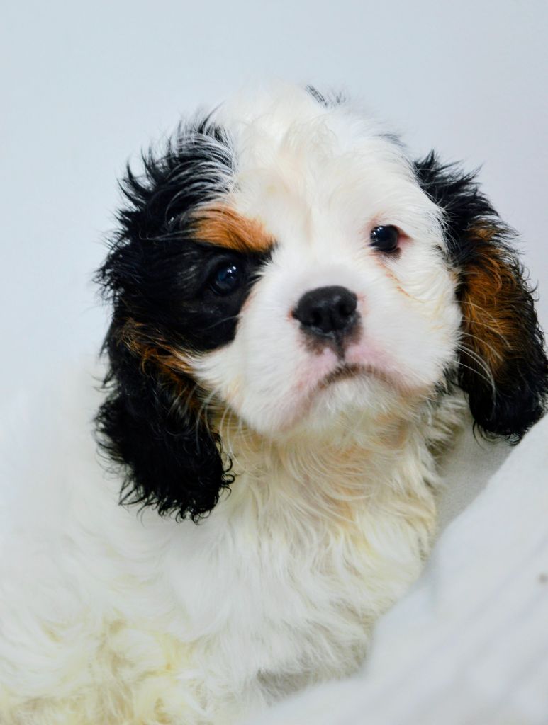 des Terres d'Aidella - Chiots disponibles - Cavalier King Charles Spaniel