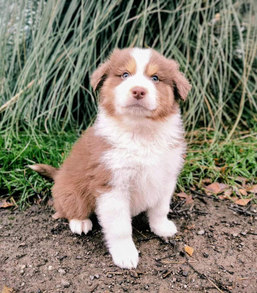 des Terres d'Aidella - Chiots disponibles - Berger Australien