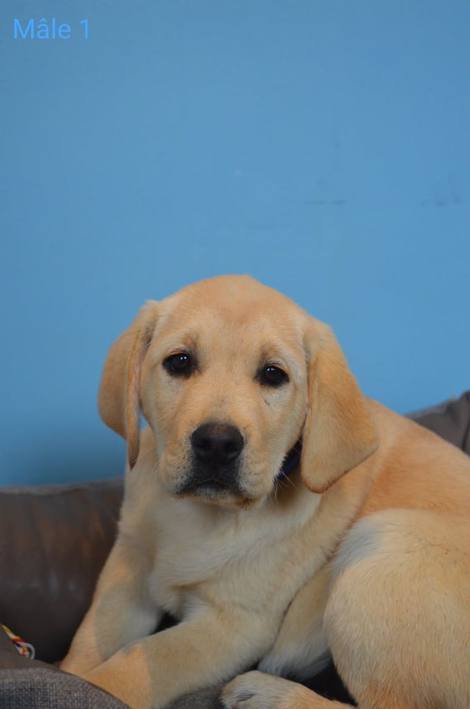 des Terres d'Aidella - Chiots disponibles - Labrador Retriever