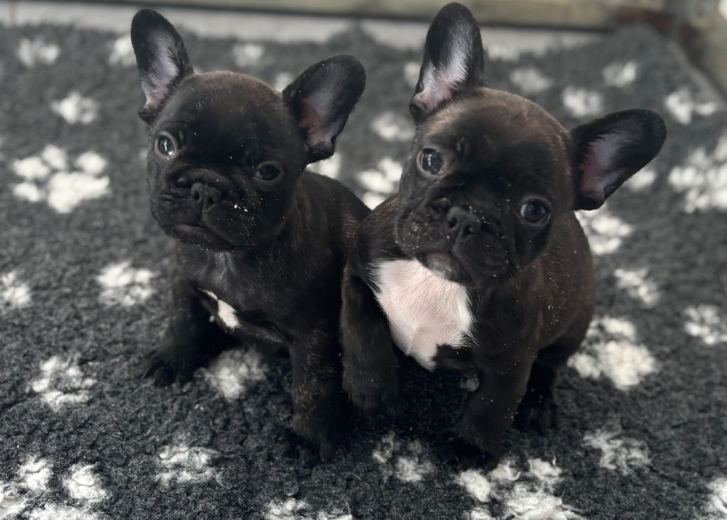 Chiot Bouledogue français des Terres d'Aidella