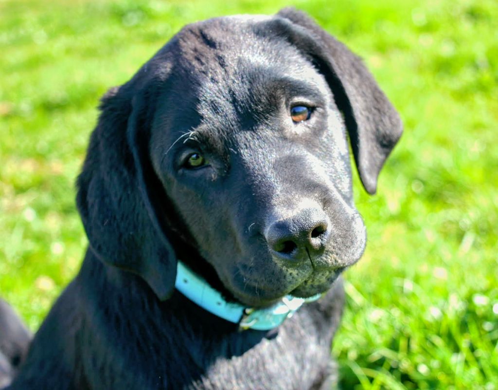 des Terres d'Aidella - Chiots disponibles - Labrador Retriever