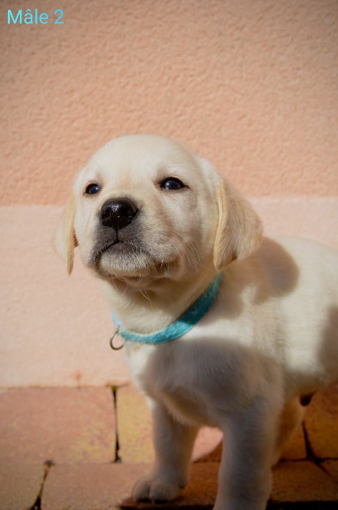 des Terres d'Aidella - Chiots disponibles - Labrador Retriever