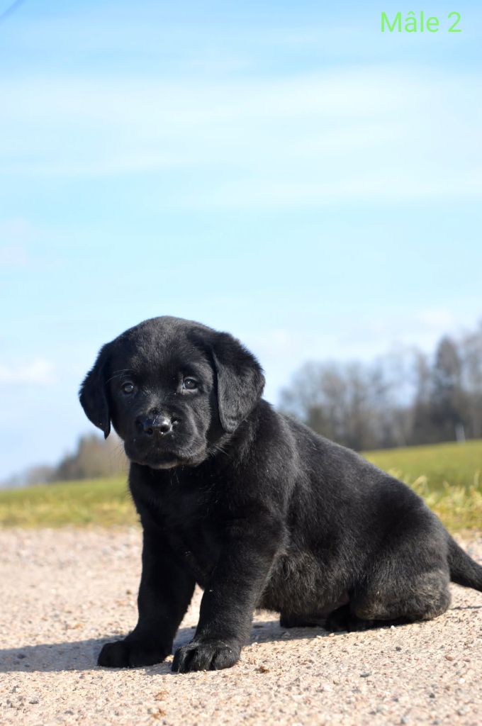 des Terres d'Aidella - Chiots disponibles - Labrador Retriever