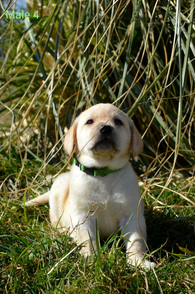 des Terres d'Aidella - Chiots disponibles - Labrador Retriever