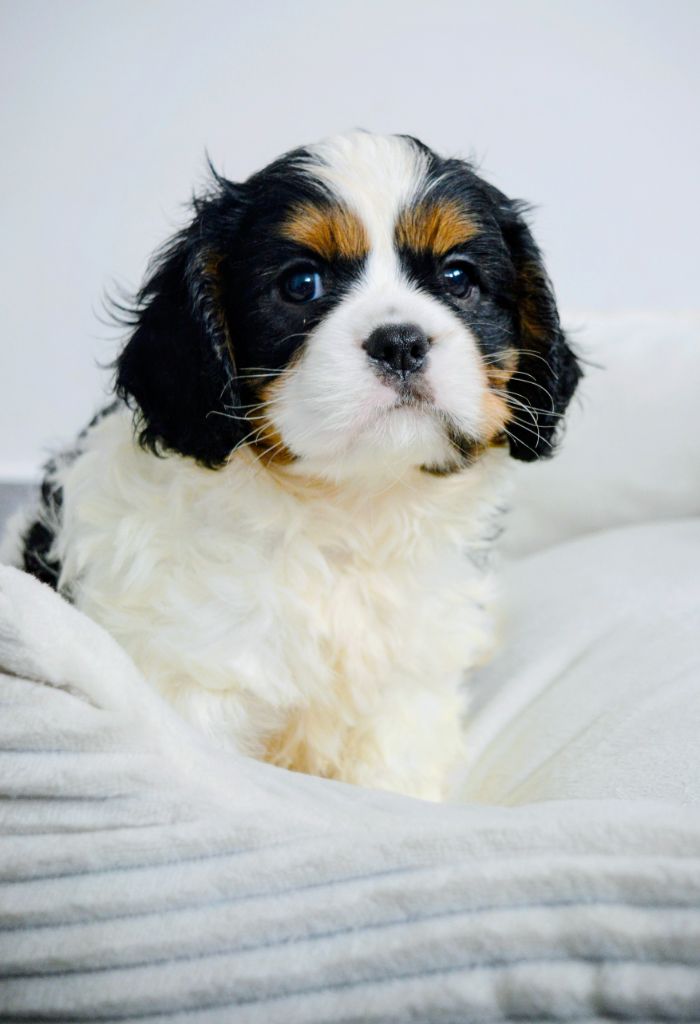 des Terres d'Aidella - Chiots disponibles - Cavalier King Charles Spaniel