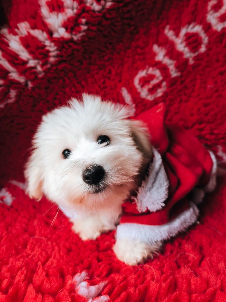 des Terres d'Aidella - Chiots disponibles - Coton de Tulear