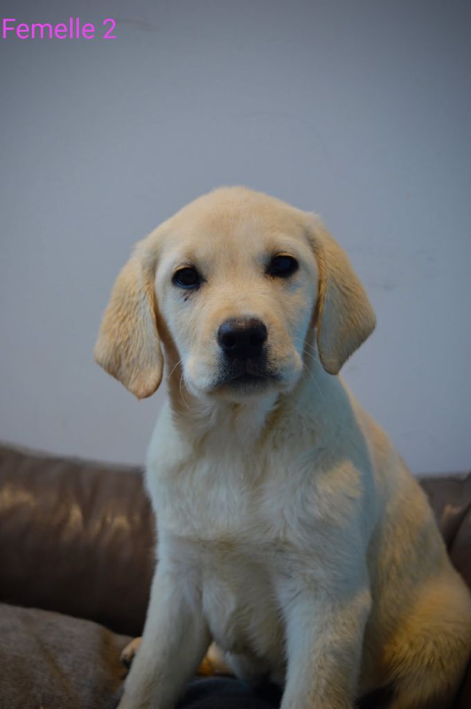 des Terres d'Aidella - Chiots disponibles - Labrador Retriever