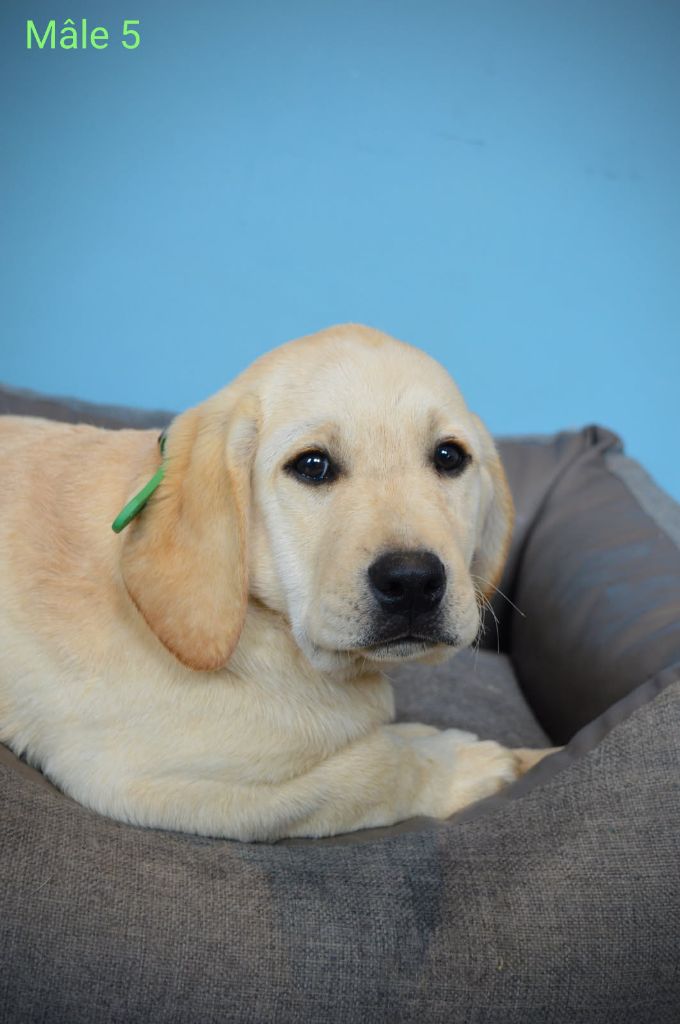 des Terres d'Aidella - Chiots disponibles - Labrador Retriever