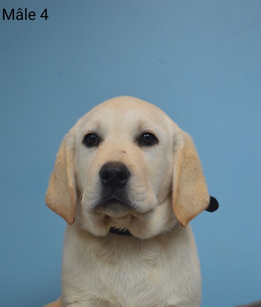 des Terres d'Aidella - Chiots disponibles - Labrador Retriever