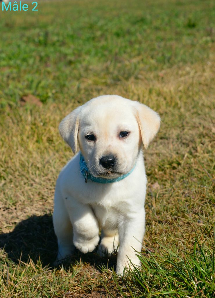 des Terres d'Aidella - Chiots disponibles - Labrador Retriever