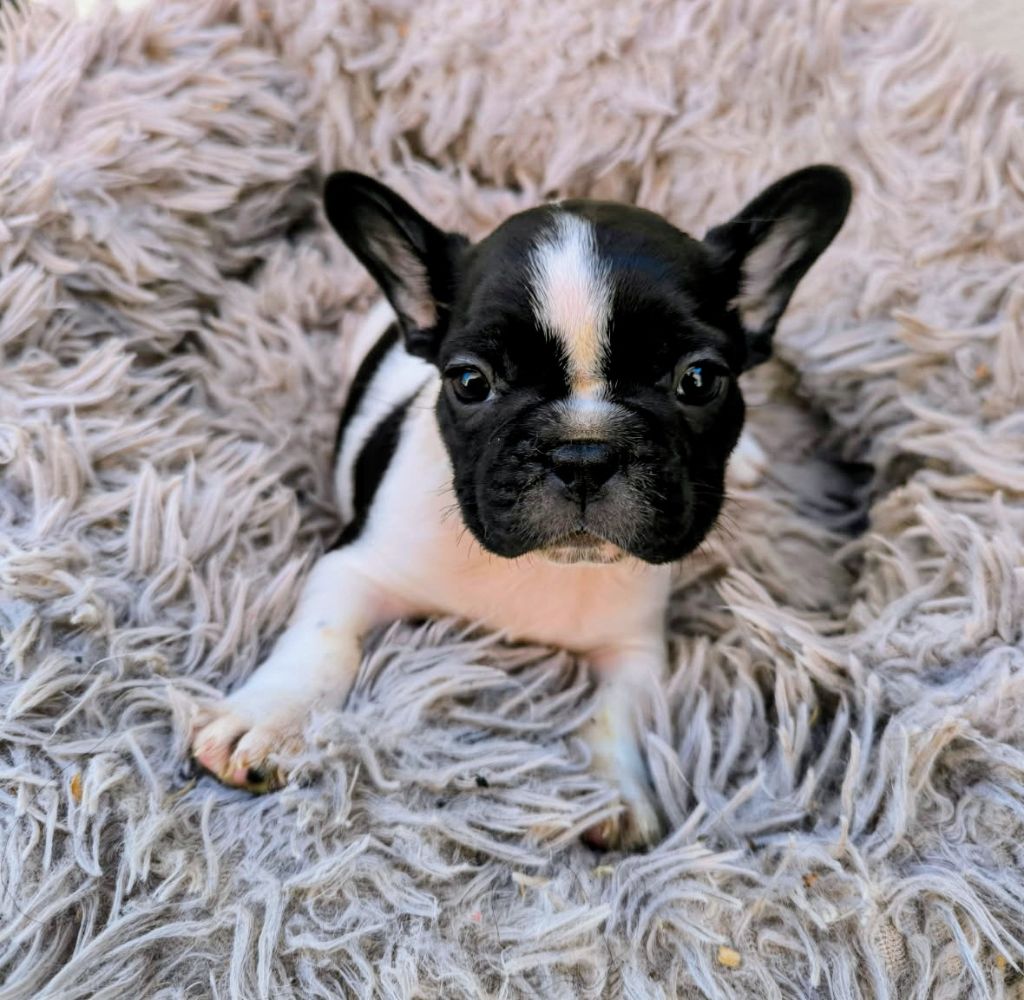 des Terres d'Aidella - Chiots disponibles - Bouledogue français
