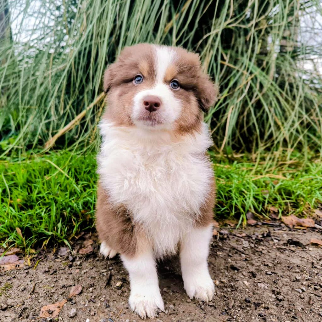 des Terres d'Aidella - Chiots disponibles - Berger Australien