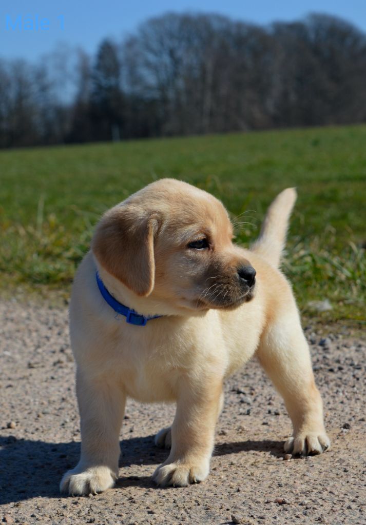 des Terres d'Aidella - Chiots disponibles - Labrador Retriever